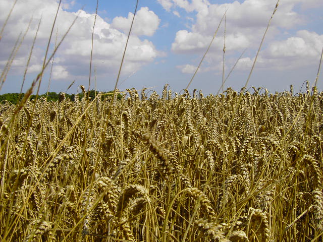Plant breeders have increased yeilds in most crops, but this is causing our food's nutrient content to decline Plant breeders have increased yeilds in most crops, but this is causing our food's nutrient content to decline