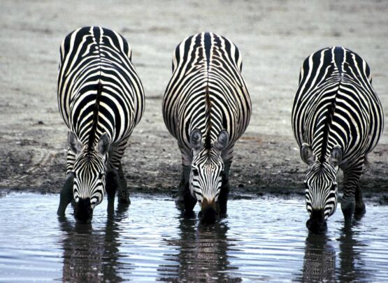 zebras zebras