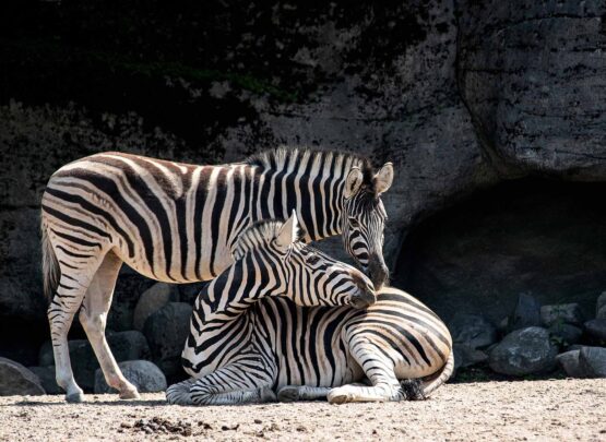 zebras1 zebras1